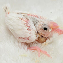 大人になったら雪見だいふく！？☃️🍡💖白文鳥 ヒナ