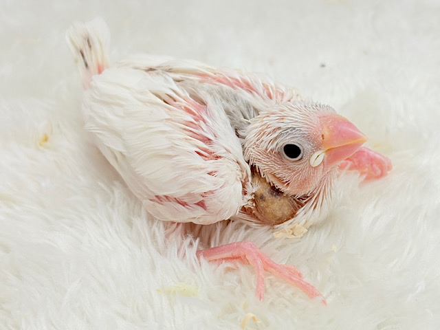 大人になったら雪見だいふく！？☃️🍡💖白文鳥 ヒナ