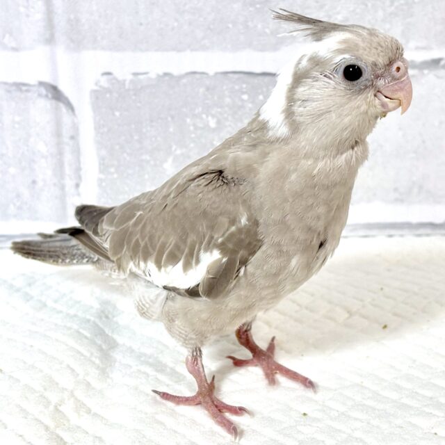 オカメインコ ホワイトフェイスシナモン  ‎🤍🤎☕️🍃