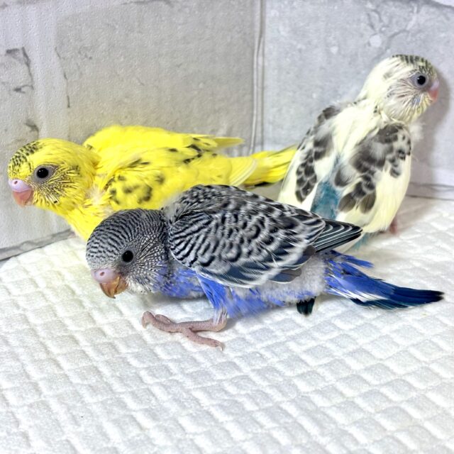 個性豊かなカラーのセキセイちゃんず登場!!!🍁🍄🌰