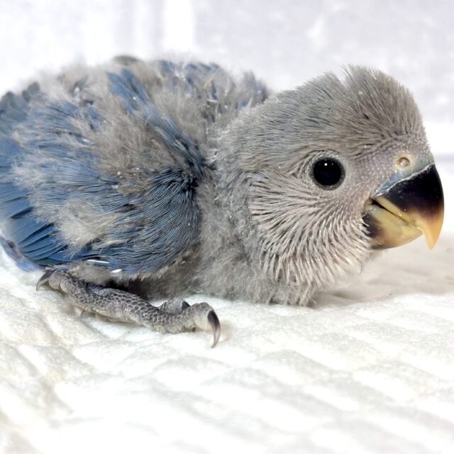 コザクラインコ  ブルー  🦋💙🩵