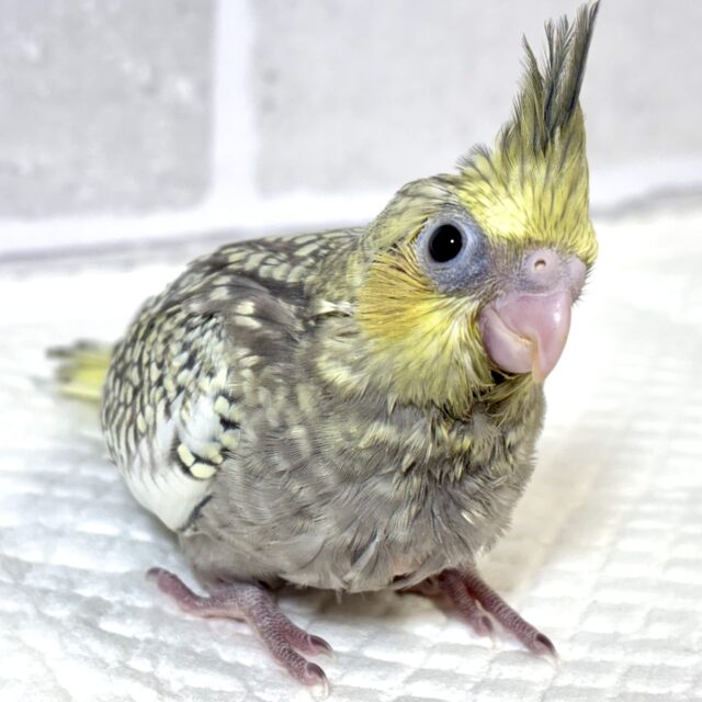 オカメインコ  イエローフェイスパール  💛⚪️✨️