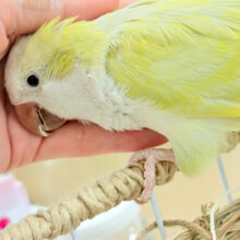 【最新画像更新🪄】デレた瞬間の爆発的可愛さ💣❤️‍🔥オキナインコ(アクアブルーパリドイノ)