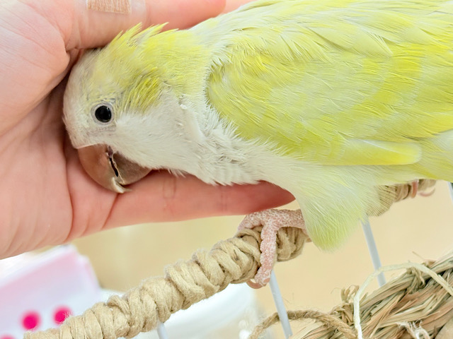 【最新画像更新🪄】デレた瞬間の爆発的可愛さ💣❤️‍🔥オキナインコ(アクアブルーパリドイノ)