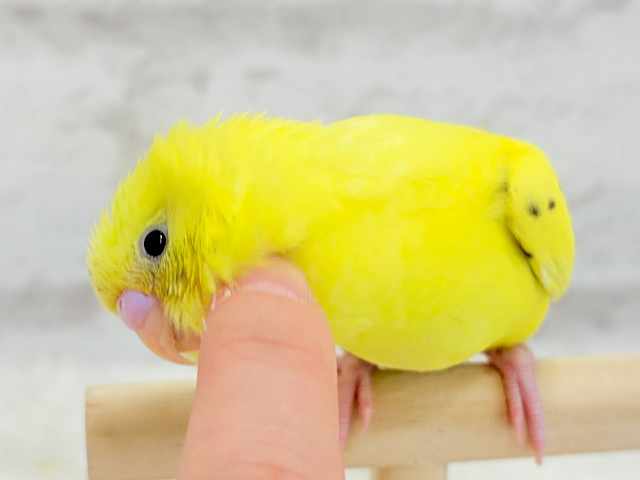 【最新画像更新🪄】好奇心旺盛のヒヨコちゃん🐣💫セキセイインコ(黄色ハルクイン) ヒナ