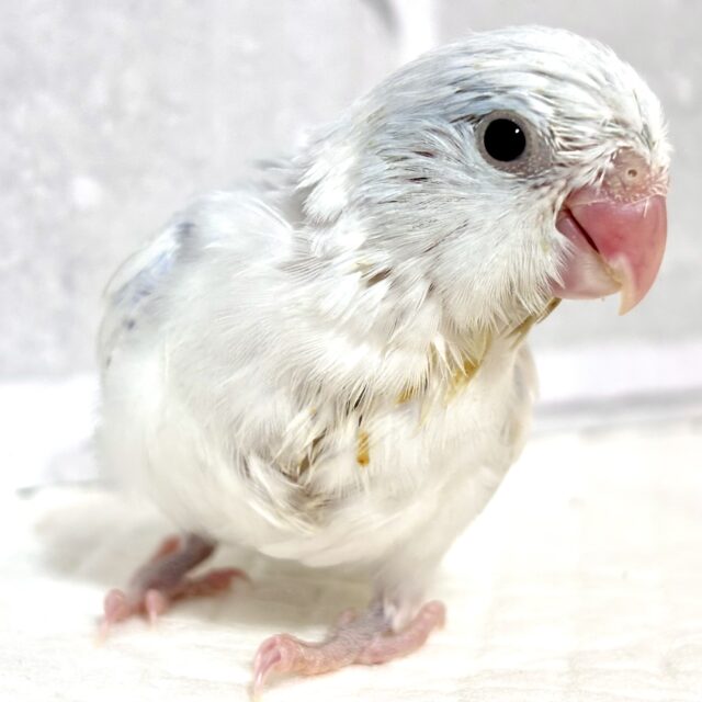 マメルリハ  ヘビーパイドライラック  男の子