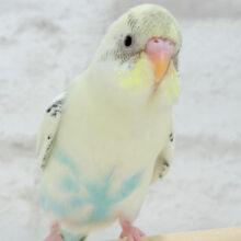 【最新画像更新🪄】ふんわりほかほかカラー🐥🧁セキセイインコ(クリームハルクイン) ヒナ