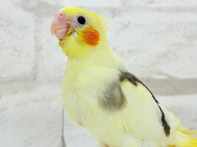 【最新画像更新🪄】個性的な羽色🐣🪶✨オカメインコ(ヘビーパイド) ヒナ