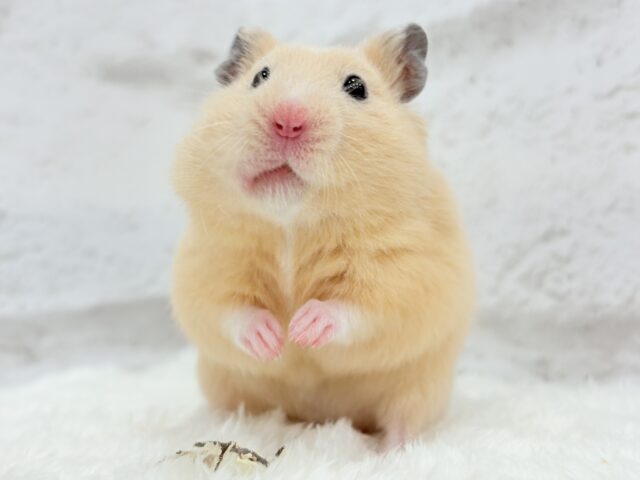 触れ合いOK◎もぐもぐボーイ🐹🌻キンクマハムスター(男の子)