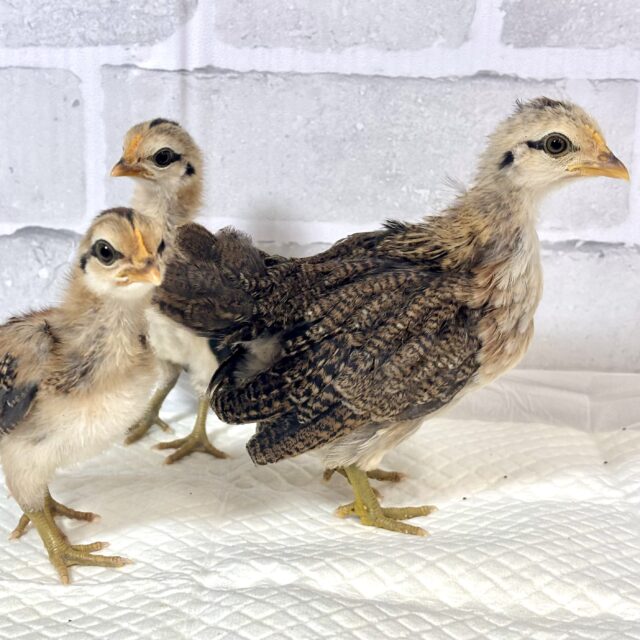 尾曳赤笹チャボちゃんず3羽来てくれました〜✨️❤️‪🎋‬