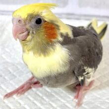 オカメインコ  パイド  ‎🤍🖤💛‪🧡‬‪