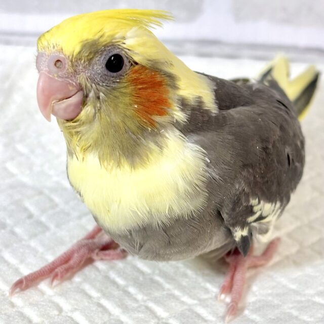 オカメインコ  パイド  ‎🤍🖤💛‪🧡‬‪
