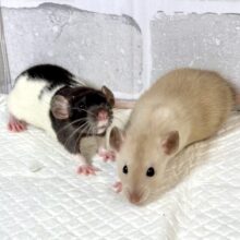 ファンシーラットちゃん女の子🎀2匹来てくれました〜🐁.☆.｡.:*・°