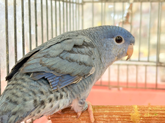 【最新画像・動画更新🪄】深みブルーが魅力的🐥🌊💙サザナミインコ(コバルト)