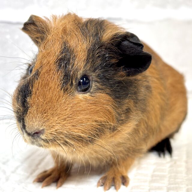 イングリッシュモルモット  男の子   ライトブラウン×ブラック  🤎×🖤⟡.·*.