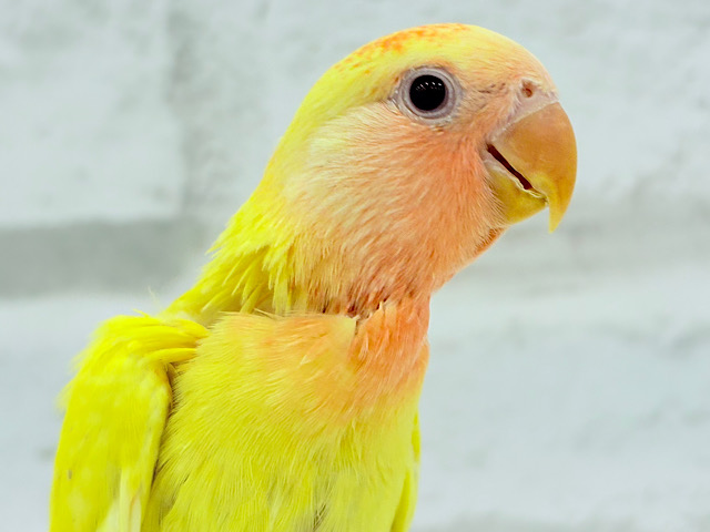 【最新画像更新🪄】紅葉感じる色味の子🐣🍁コザクラインコ(ルチノーオパーリン) ヒナ