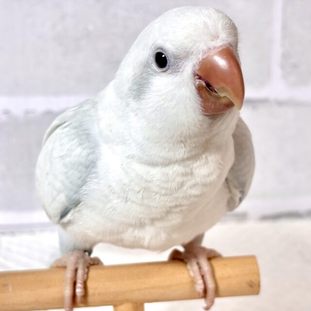 オキナインコ  ブルーパリッドオパーリン  ‎🤍️🩵𖤐* °.