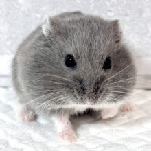 ロシアンハムスター 男の子  🩶‪🐹⟡.·*.