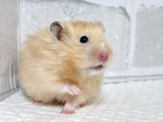 ロングサテンハムスター 女の子 ‪✨️‪🐹✨️.*·.⟡