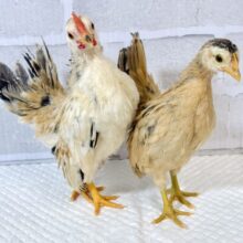 セラマ  中ビナ  🐥🐥🐥