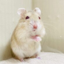 宝石のようなキラキラな赤い目❤️ルビーアイハムスター（男の子）