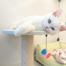 最新画像更新！！真っ白もちもちガール💗　スコティッシュフォールドの女のコ　2025/11/11撮影