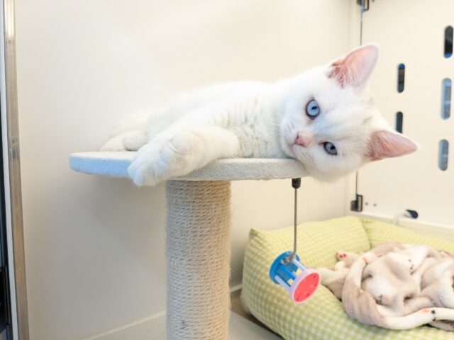 最新画像更新！！真っ白もちもちガール💗　スコティッシュフォールドの女のコ　2025/11/11撮影