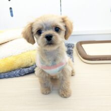 最新画像更新！！ファンタスティックガール✨　ハーフ犬（ペキニーズ×トイプードル）の女のコ　2025/11/11撮影