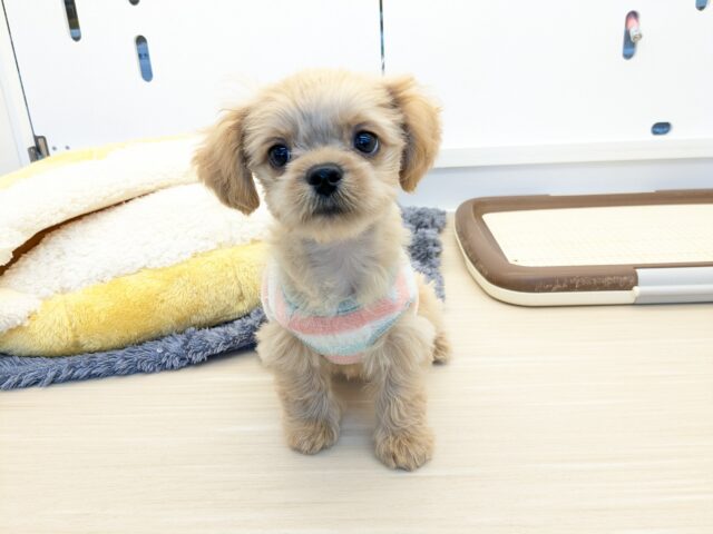 最新画像更新！！ファンタスティックガール✨　ハーフ犬（ペキニーズ×トイプードル）の女のコ　2025/11/11撮影