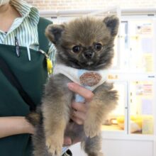 最新画像更新！！森から迷い降りてきた？笑　ハーフ犬（ポメラニアン×チワワ）の男のコ　2025/11/10撮影