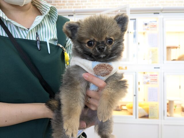 最新画像更新！！森から迷い降りてきた？笑　ハーフ犬（ポメラニアン×チワワ）の男のコ　2025/11/10撮影