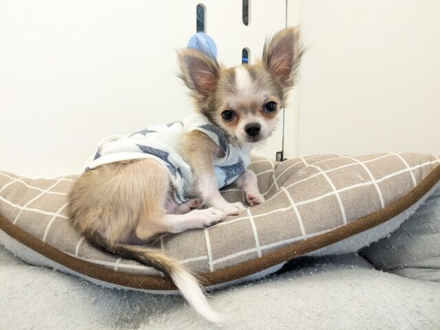 最新画像更新！！ちょっぴりシャイボーイ☆　ロングコートチワワの男のコ  2025.11/12撮影