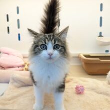 最新画像更新！！お手本のような THE ノルくん☆　ノルウェージャンフォレストキャットの男のコ 2025.11/15撮影