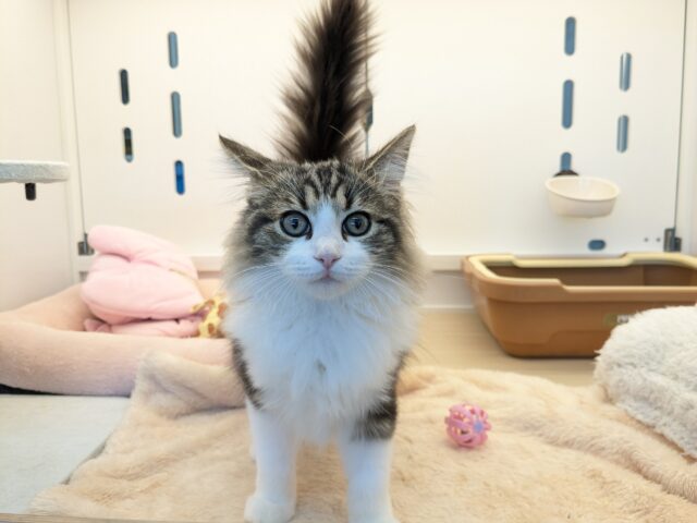 最新画像更新！！お手本のような THE ノルくん☆　ノルウェージャンフォレストキャットの男のコ 2025.11/15撮影