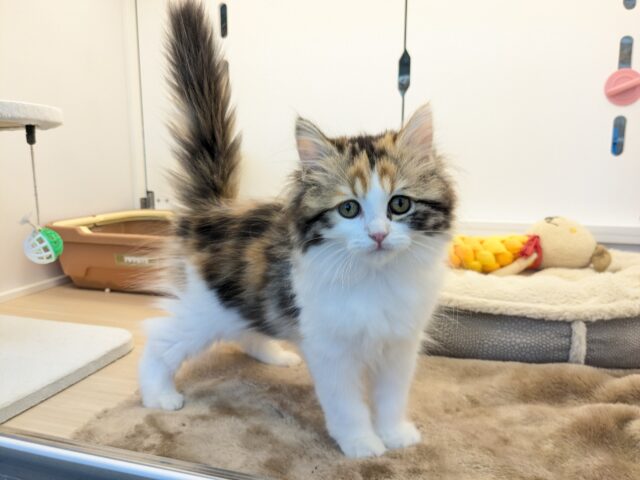 最新画像更新！！ミケネコ好き集まれー!!　サイベリアンの女のコ　2025.11/15撮影