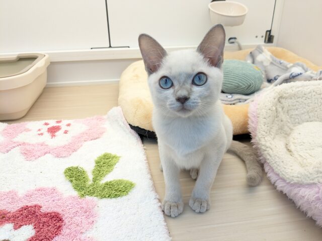 最新画像更新！！激☆甘えんボーイ!!　トンキニーズの男のコ　2025.11.17撮影