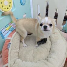 愛嬌たっぷり！しっぽプリプリ💗　スムースコートチワワの男のコ　2025/11/22撮影