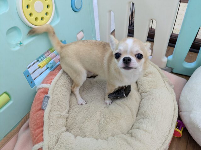 愛嬌たっぷり！しっぽプリプリ💗　スムースコートチワワの男のコ　2025/11/22撮影