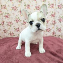 魅惑のボディーには夢がいっぱい💗　フレンチブルドッグの女のコ　2025/11/22撮影