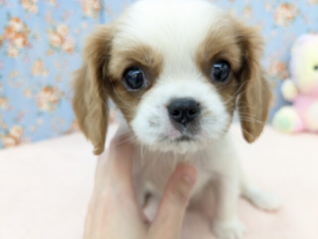 わんぱく怪獣がやってきた🔥　キャバリアの男のコ　2025/11/25撮影