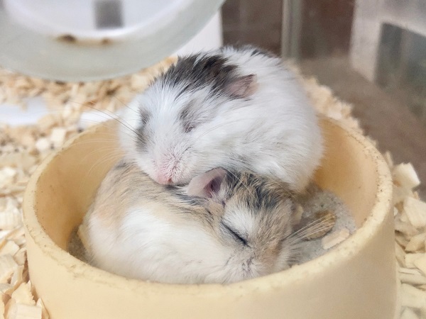 最新画像！ロボロフスキーハムスター　女の子　オラオラ＆マイペースの凸凹コンビ！