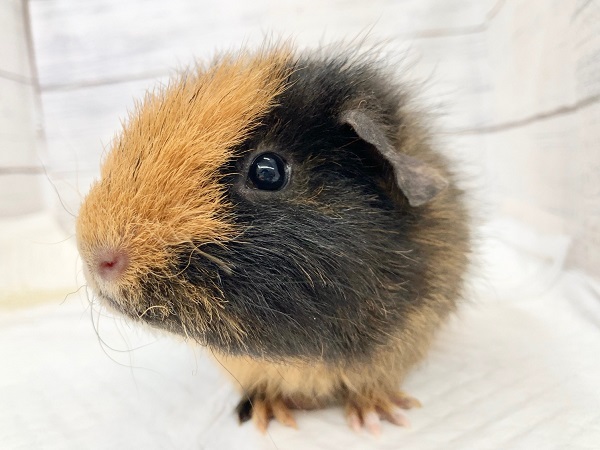 最新画像！テディモルモット（三色）　女の子　今日も元気にちょうだいアピール！