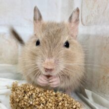 デグー（サンド）　男の子　久しぶりの人気カラーさんが来ました！