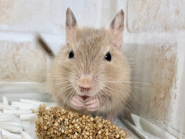 デグー（サンド）　男の子　久しぶりの人気カラーさんが来ました！