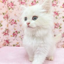 フワフワちゃん降臨☆　ミヌエットの女のコ　2025.11/16撮影