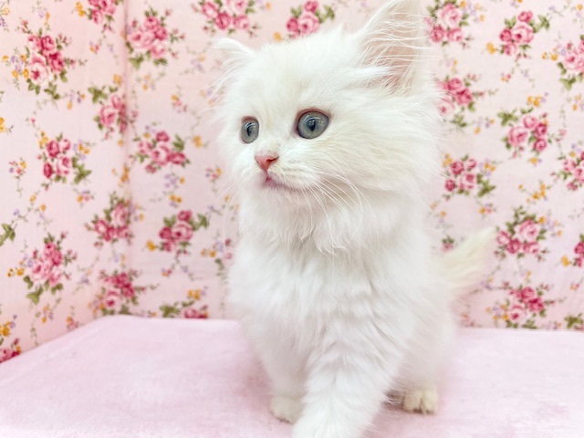 フワフワちゃん降臨☆　ミヌエットの女のコ　2025.11/16撮影