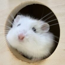 ロボロフスキーハムスター（ブラウンパイド）　男の子　もちもちボディのロボさんたちです！