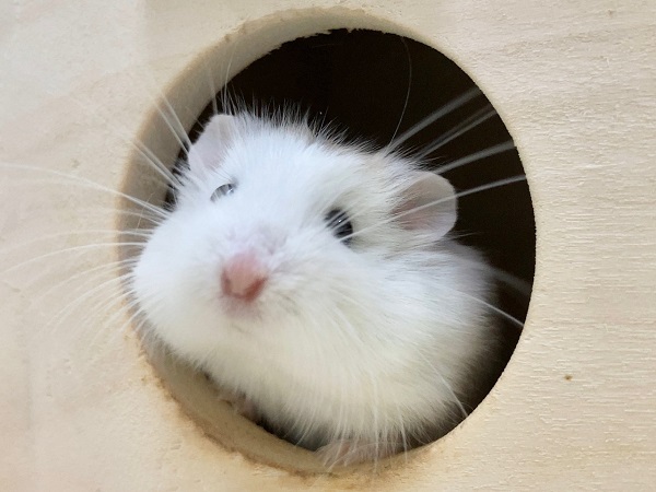 ロボロフスキーハムスター（ブラウンパイド）　男の子　もちもちボディのロボさんたちです！