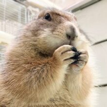 ちょっとだけ最新画像！プレーリードッグ（男の子）　人見知りするけど実は甘えん坊！