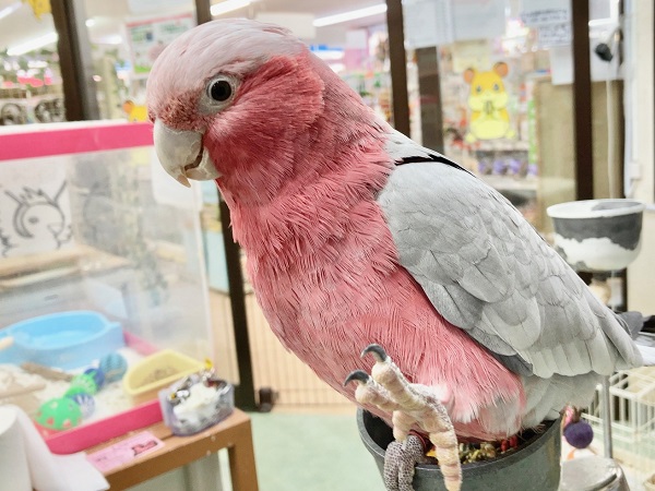 🌟最新画像🌟  モモイロインコ(女の子)　乗りたがりなBIGガール！一緒に遊んで～！